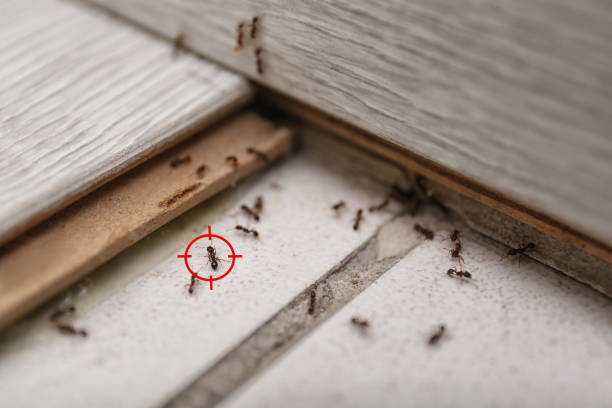 Best Pest Removal Services  in Bryan, OH
