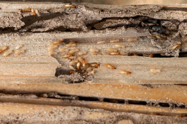 Best Bed Bug Extermination  in Bryan, OH