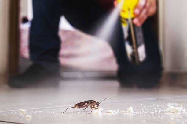Best Spider Control Near Me  in Bryan, OH